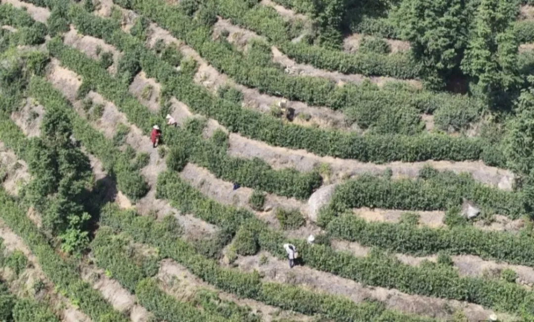 “霍山黄芽”今春头道新茶全面开采
