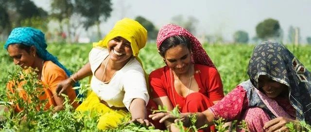 环球观茶|印度茶叶局：印度超越斯里兰卡成为世界第三大茶叶出口国