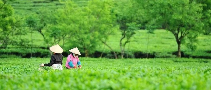 环球观茶|越南锚定全球特种茶市场：本土消费升级与全球野心并行