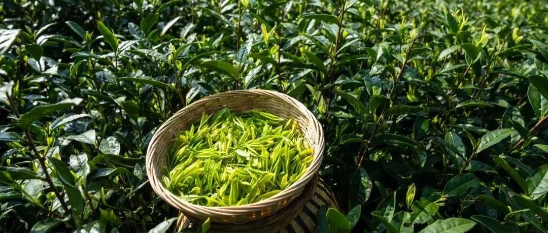 咸丰白茶 世界共享：“深山绿叶”变“世界金叶”