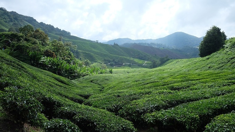 Chinese Scientists Discover the Mystery of Tea's Umami Flavor Loss