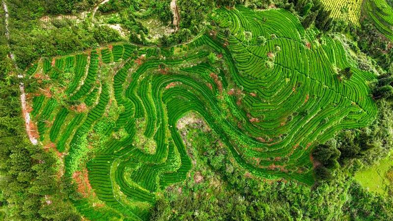China's Foreign Trade Volume of Tea Grows in 2024