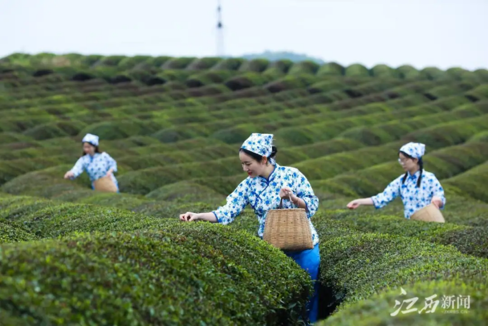茶叶进出口报告｜185亿产值+191亿品牌价值！江西茶产业2024年交出亮眼成绩单