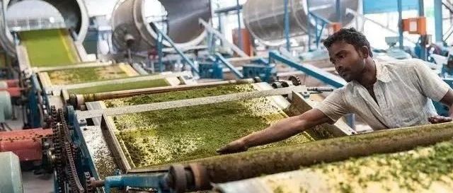 环球观茶| 中东国家“抢购爆单”、价格上涨18%，看印度茶如何实现出口跃升