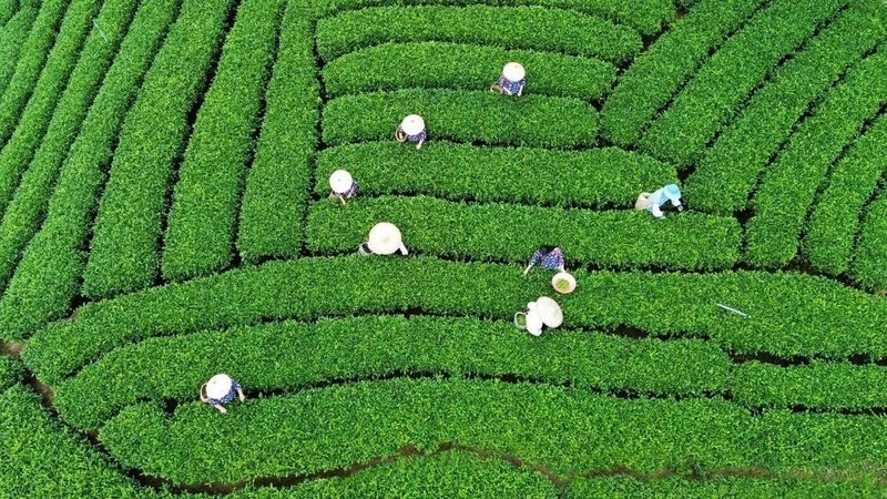 Guangxi's Zhaoping Exports First 20-Ton Green Tea Shipment Worth 4 Million RMB to Southeast Asia