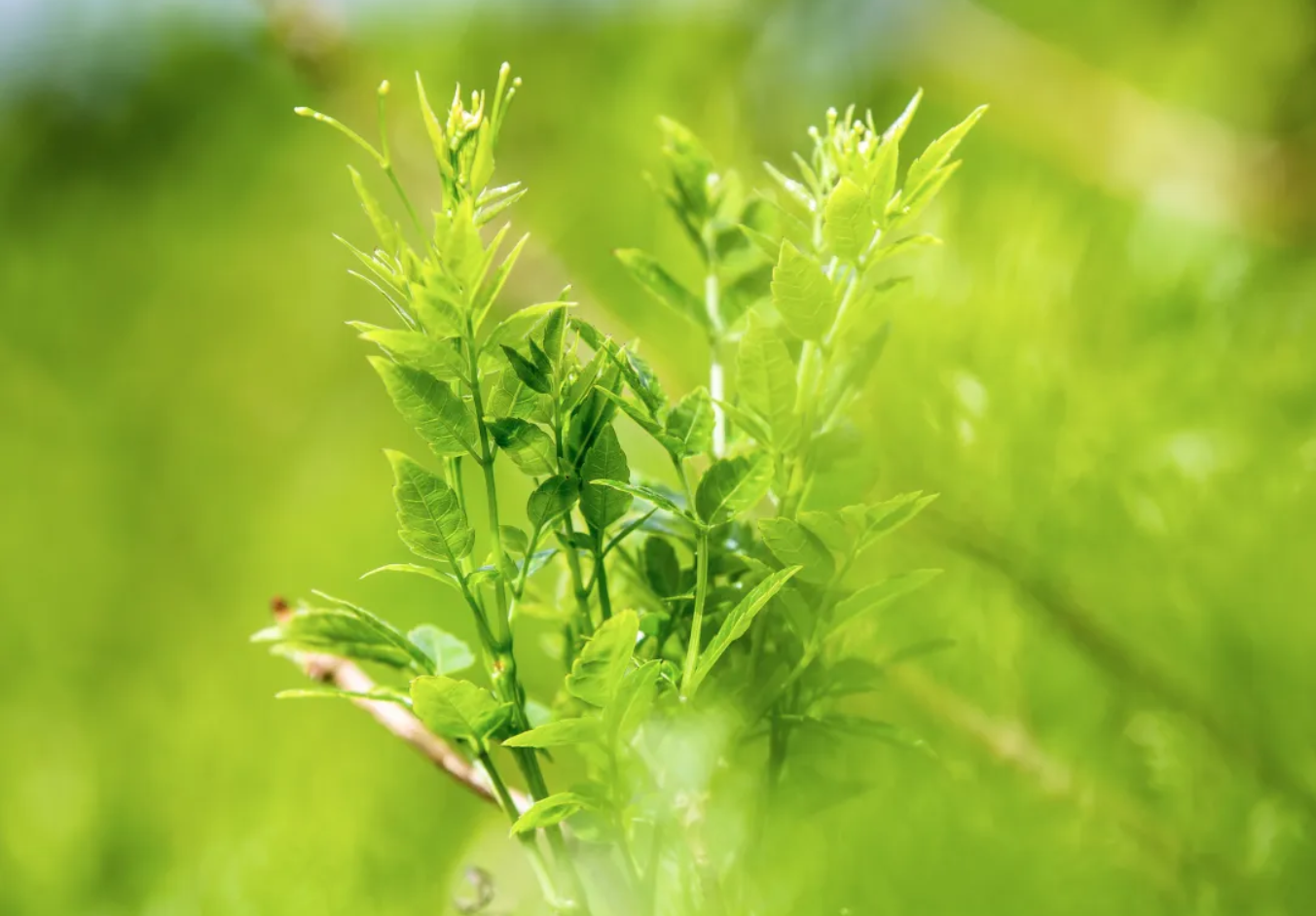 顶流来啦！第三届来凤国际藤茶大会将启！3大亮点抢先看