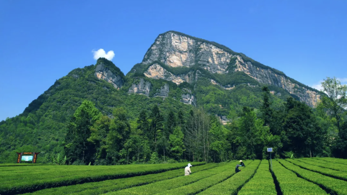《鹤峰出口绿茶》团标正式实施！
