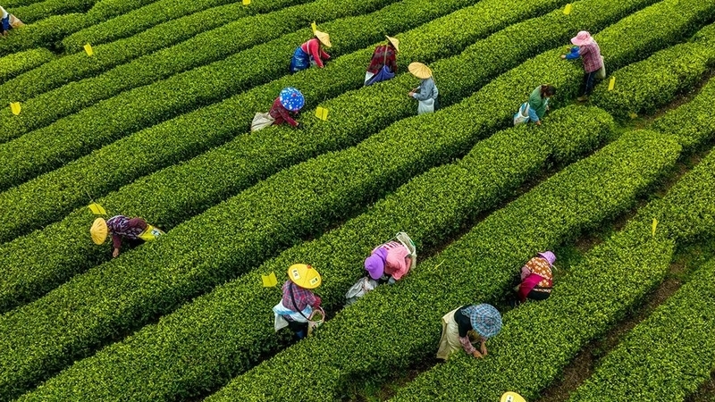 From January to July this year, the export value of tea from Fujian ranked third in China