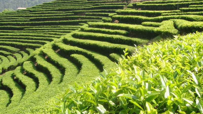 Brief Overview of China's Tea Import and Export from January to August 2025