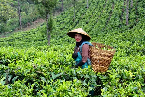 环球观茶｜2024年印尼茶叶产量超12.4万吨，即饮茶市场成新的暴增点！