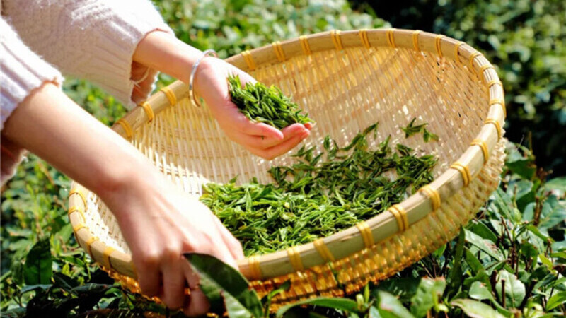 China's Tea Export Volume and Value Rise in First Three Quarters of 2025