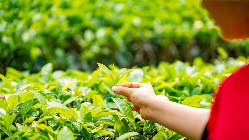 U.S. Waives "Reciprocal Tariffs" on Certain Agricultural Products, Including Tea!