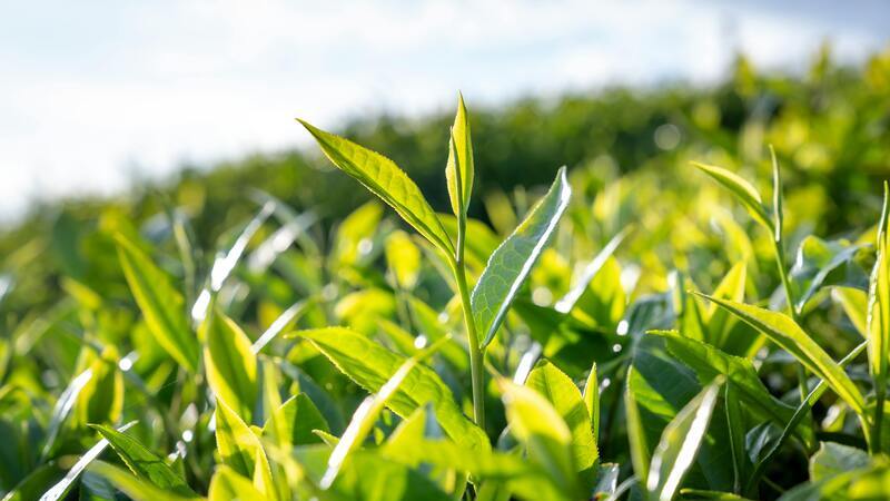 Research Report on the Tea Import and Export Trade of the European Union (2024) Released