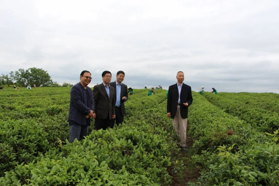 会员动态 | 卡利姆茶业与格鲁吉亚汉唐源国际控股集团确立三大重点合作方向