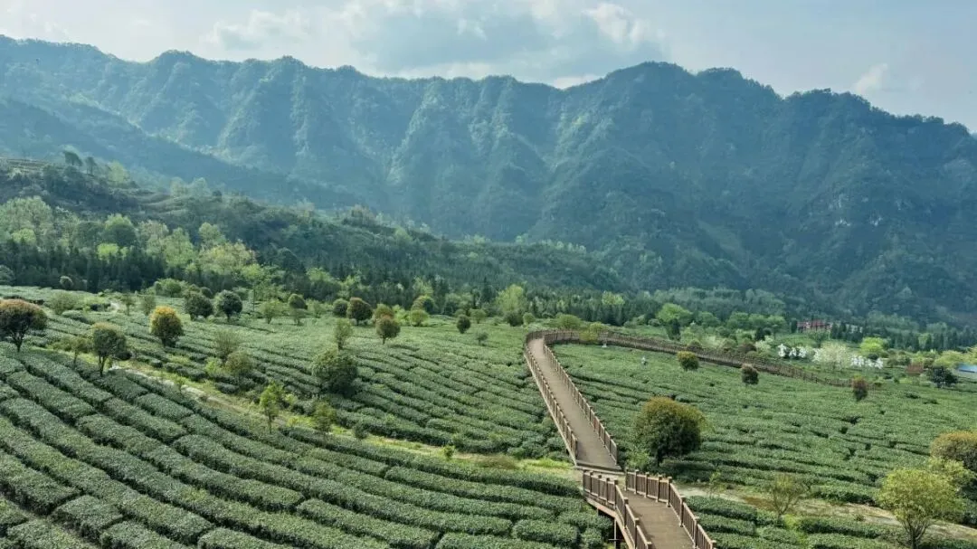 会员动态 | 清溪茶业公司入选四川省国资国企科技创新典型案例