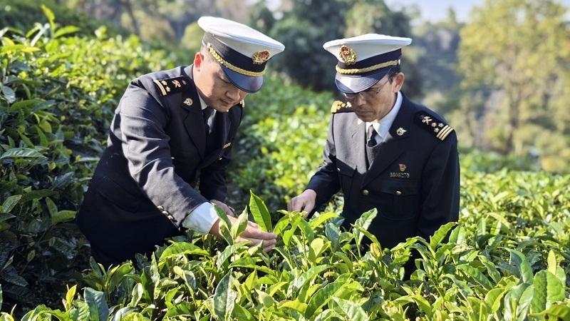 Yunnan Tea Exported to 32 Countries and Regions Worldwide