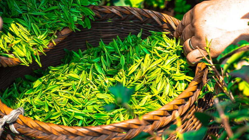 ANALYSIS REPORT ON INNOVATIVE MODELS OF TEA BRAND BUILDING (2025) Officially Released