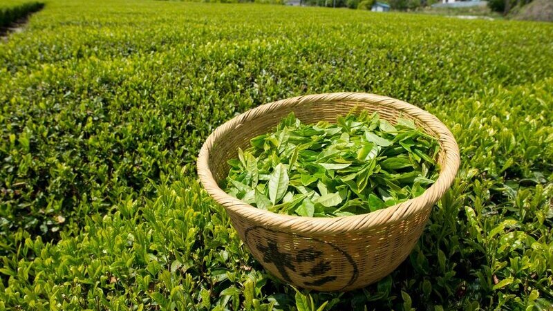 2025 Global Tea Statistical Bulletin
