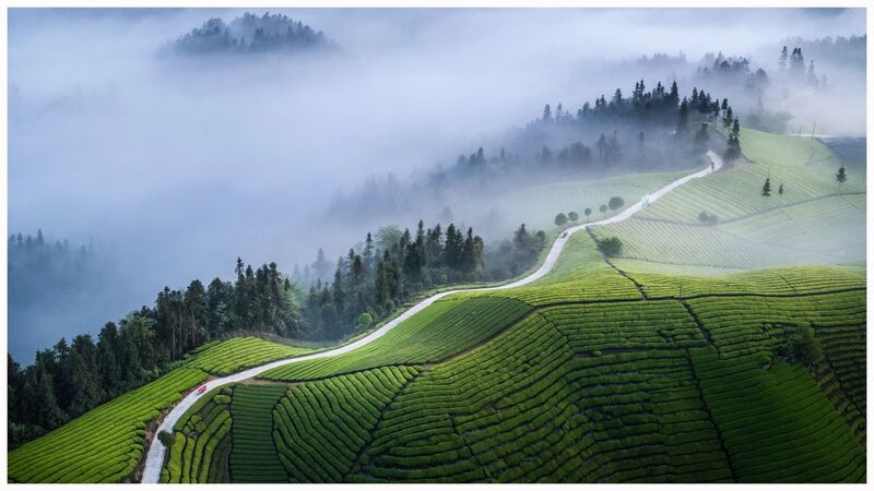 Hubei’s First Large-Scale Export Tea Base Settles in Hefeng