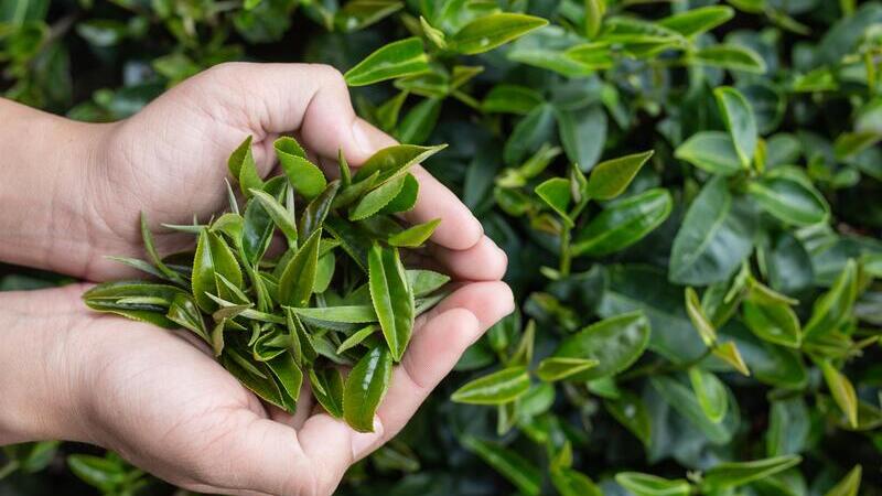 In the first half of the year, Guizhou's tea exports saw increases in both volume and value.