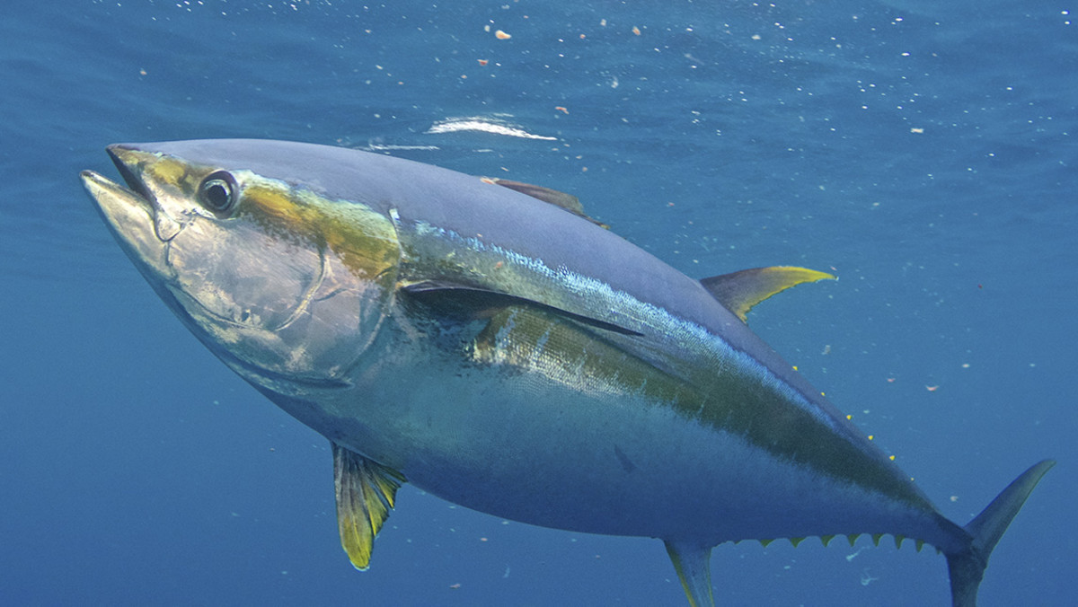 yellowfintuna.jpg