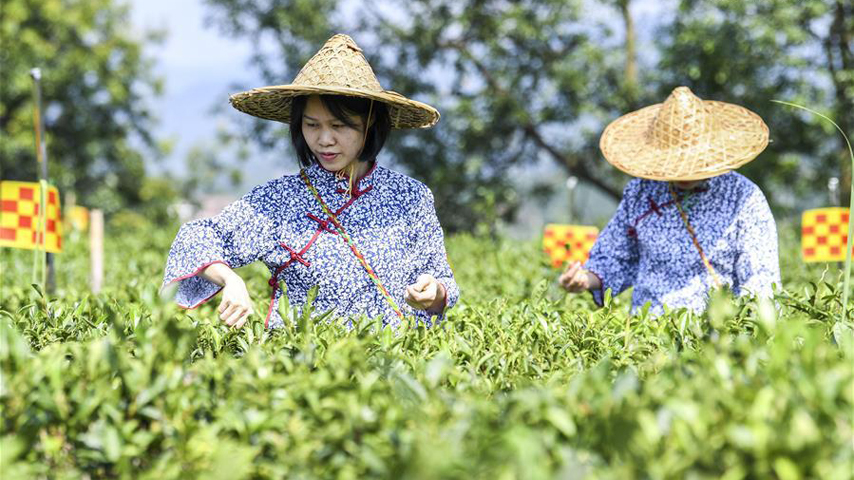 Across China: Family brews new wealth through ancient tea