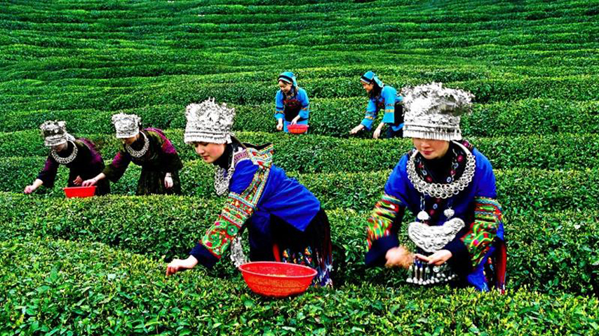 China's southwest province sees robust growth in tea production, export