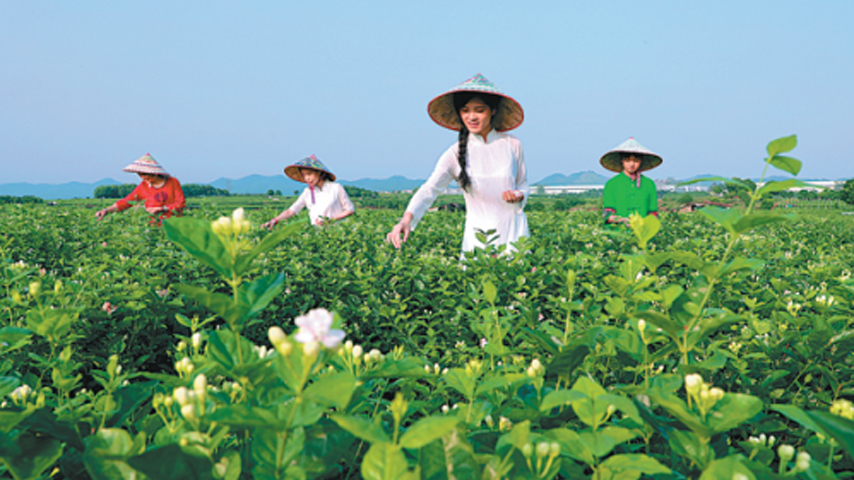  Chinese jasmine tea hubs set to take center stage at home and abroad