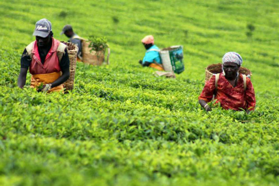 Minimum tea price boosts top quality beverage firms