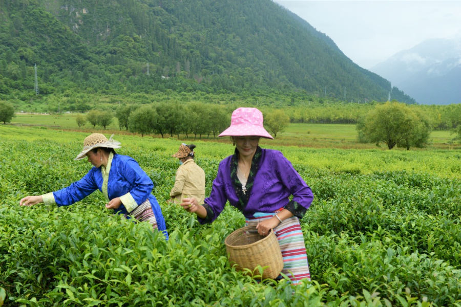 Tibet tea production turns over a new leaf