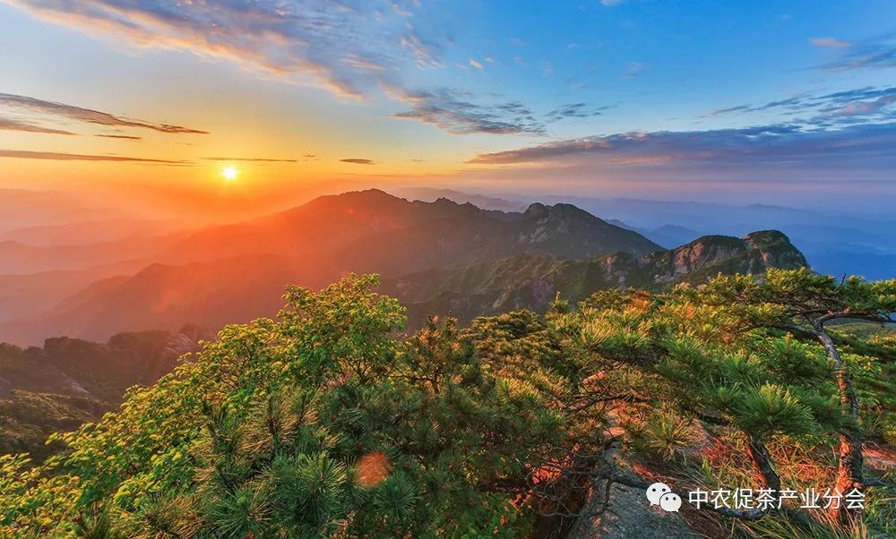 茶旅线路丨来安徽祁门,享祁红茶乡风情游