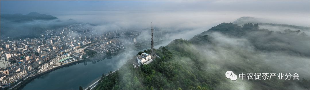 茶旅线路丨来安徽祁门,享祁红茶乡风情游