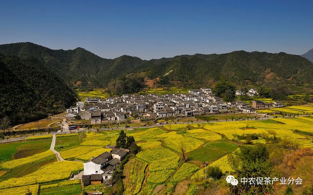 茶旅线路丨来安徽祁门,享祁红茶乡风情游