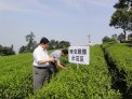 陈宗懋：茶叶农残问题是个伪问题