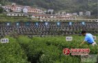 历经20多年培育 “陕茶一号”成国家级茶树新品种