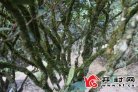 武夷岩茶 秀骨天成