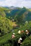 大美浉河：区以茶名 民以茶富