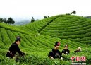 贵州雷山入列国家级出口茶叶质量安全示范区