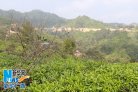 广西凌云：“茶旅结合”让更多贫困人口走上致富路