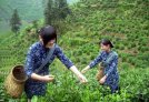 安溪有机茶产业获列“国家首批有机产品认证示范区”