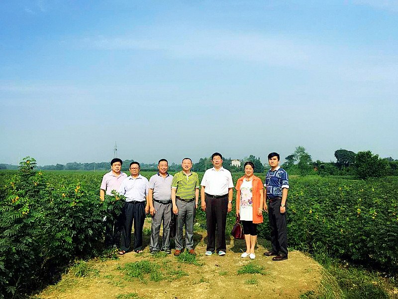 简讯丨郭作玉会长考察桃花源镇汤家山村草本咖啡基地