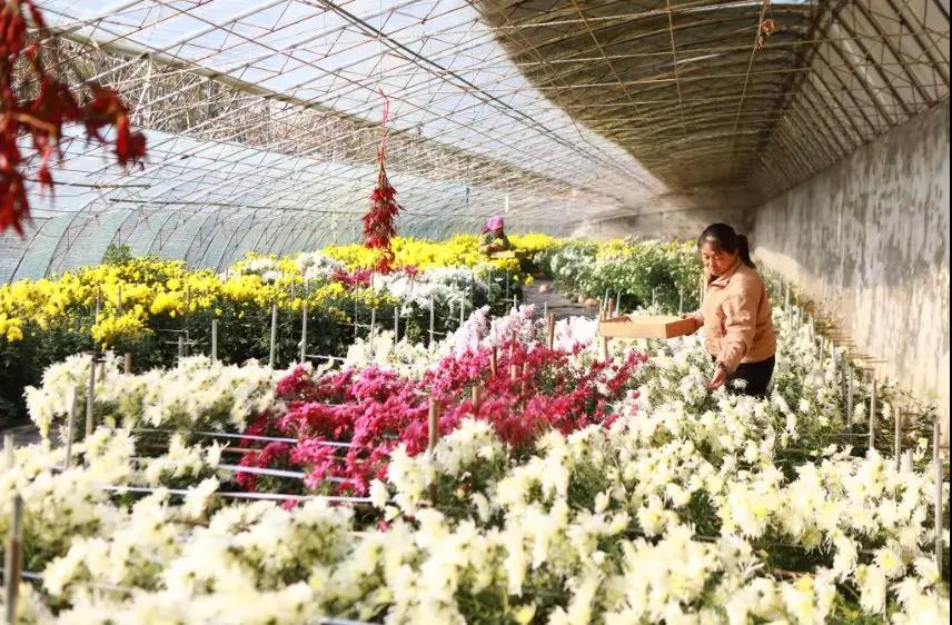 北京平谷农民种的这种菊花，一棚能挣6万块