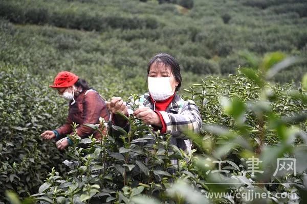 4.2万亩富硒茶叶开采，疫情下他们如何做？