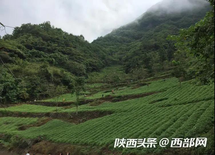 农民人均收入首破万元，安康富硒茶等14个农产品获国家地理商标