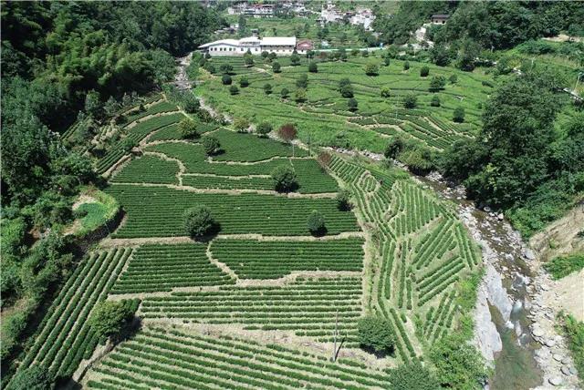 秦巴山区茶叶“香飘四季”